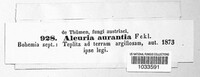 Aleuria aurantia image